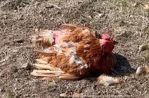 La Generalitat de Catalunya considera que mantener una gallina atada durante tres das sin comida ni agua no es maltrato animal