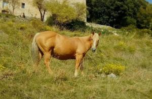 Proyecto Nayati: gestionamos la reubicacin de un grupo de 6 caballos