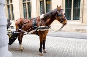 Bruselas remplaza los carros tirados por caballos con carruajes elctricos