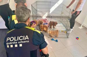 Decomisados 6 cachorros que se vendan ilegalmente en un Puppy Yoga de Barcelona