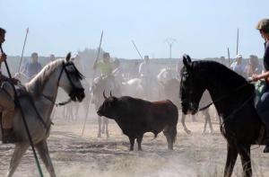 Joan Herrera pregunta al gobierno si prohibir la fiesta del toro de Tordesillas