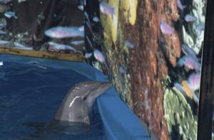 4 de julio, da mundial de los delfines