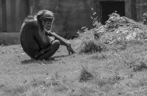 Rescatados los ltimos chimpancs utilizados en un circo en Espaa