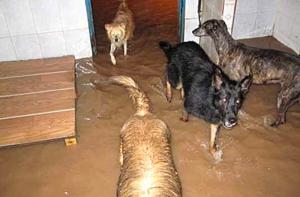 385 perros de las protectoras de Carcaixent y Xtiva pueden morir