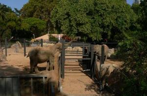 El Zoo de Barcelona ha agravado la situacin de las elefantas