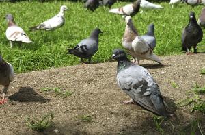Barcelona crear zonas especficas para dar de comer a las palomas