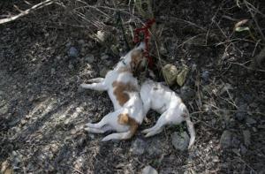 Dos perros maltratados hasta la muerte en Tarragona
