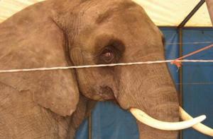 Benalmdena: localidad libre de circos con animales