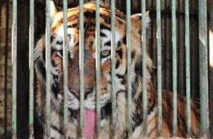 Tarragona: 6 tigres de circo abandonados en un remolque