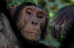 Carta de protesta a los Mossos d'Esquadra por la muerte de un chimpancé