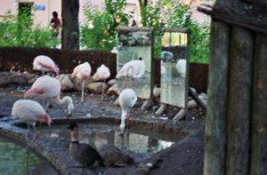 La mayora de zoos espaoles, en situacin de riesgo de fuga de los animales