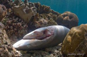 El Parlamento Europeo apoya la prohibicin de cortar las aletas a los tiburones