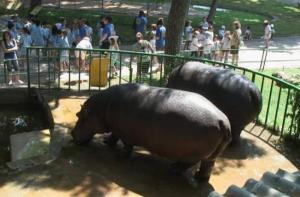 InfoZoos denuncia al Zoo de Barcelona por falta de seguridad