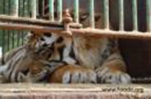 Bhutn y Nepal, los dos ltimos tigres de Cunit han sido trasladados hoy por FAADA