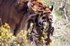 Los tigres rescatados por FAADA ya gozan de su nueva vida