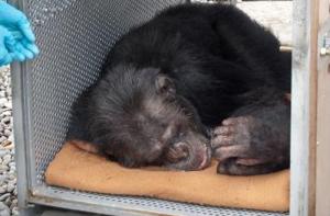 Rescate y traslado de Tom, un chimpanc de 20 aos