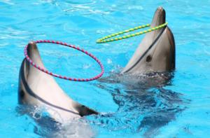 Una encuesta revela el desconocimiento acerca del sufrimiento de los delfines