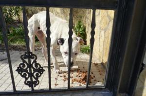 Generalitat sanciona con 1.600 euros al propietario de un perro por no proporcionarle atencin veterinaria