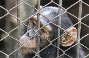 Estados Unidos prohibe la experimentación de chimpancés para uso médico