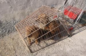 Pedimos a la UE que acabe con el trfico ilegal de cachorros