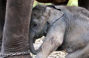 Los elefantes asiticos estn en peligro de extincin