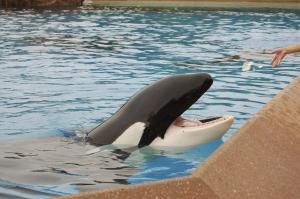 SeaWorld anuncia el cese de sus programas de reproduccin en orcas