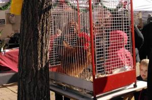 Volvemos a denunciar al Ayuntamiento de Cardedeu por la exhibicin del gallo de la Feria de Navidad