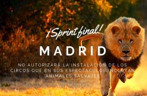 Recta final para acabar con los circos con animales salvajes en Madrid