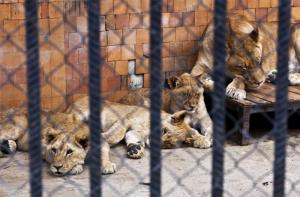 Zoos y conservacin: mitos y realidad