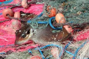 Las redes de pesca estn matando nuestros mares