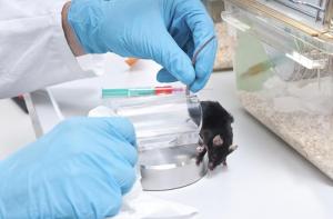 La experimentacin animal es realmente la solucin para esta pandemia?