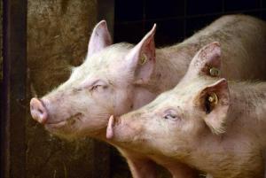  Una nueva cepa de gripe porcina podra transmitirse a humanos