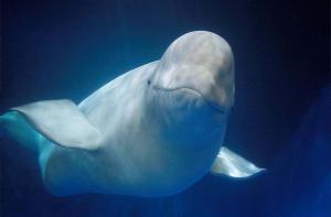 En unas semanas dos belugas disfrutarn del primer santuario para cetceos del mundo