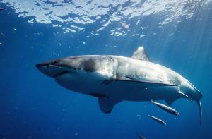 Taiwn prohbe la pesca de 3 especies de tiburones