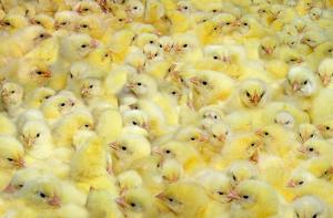 Alemania prohibir la trituracin de los pollitos macho recin nacidos
