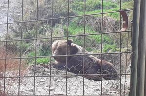 Denunciamos la situacin de semiabandono de varios animales del Zoo de Almucar