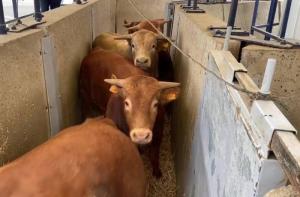 Miles de bovinos destinados al consumo humano llevan 2 meses en alta mar despus de salir de Espaa