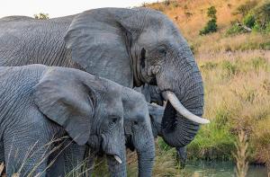 Ayuda a los elefantes! Consulta pblica sobre las nuevas medidas de la UE para prohibir el comercio de marfil