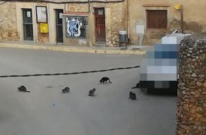 El Ayuntamiento de Viladamat se niega a gestionar los gatos ferales de la localidad y criminaliza a sus alimentadoras