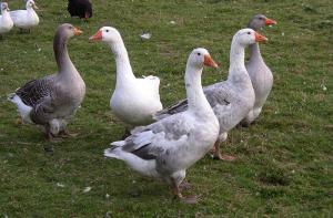 El Reino Unido prohibir la importacin de foie gras