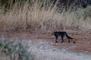 La futura Ley Canaria de Biodiversidad incluye a los gatos como especie cinegtica