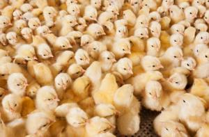Francia prohibir el sacrificio de pollitos macho