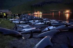Matanza de delfines en las Islas Feroe: la presin internacional logra una primera reaccin del Gobierno