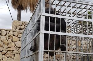 Tomaremos medidas legales contra el Ayto. de El Campello por no incoar expediente sancionador ante la tenencia irregular de la chimpanc Suzie