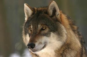 La caza del lobo ya est oficialmente prohibida en toda Espaa
