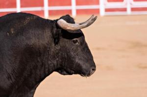 Portugal prohbe a los menores de 16 aos asistir a las corridas de toros