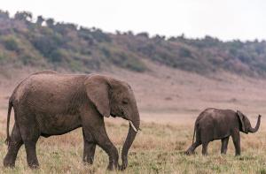 Los elefantes estn naciendo sin colmillos como consecuencia de la caza furtiva