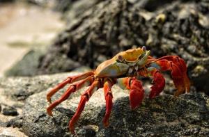 El Reino Unido reconoce crustceos y moluscos como animales sensibles y avanza hacia una ley que prohbe hervirlos vivos