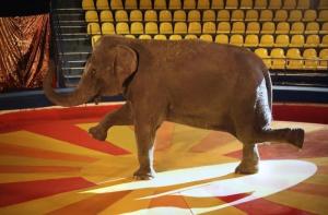 Atencin: se debate hoy en el Parlamento Europeo la prohibicin del uso de animales salvajes en circos en toda Europa