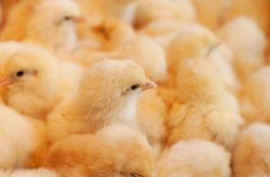 Italia prohibir la matanza de pollitos machos